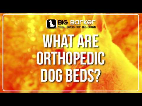 What Are Orthopedic Dog Beds? | Big Barker