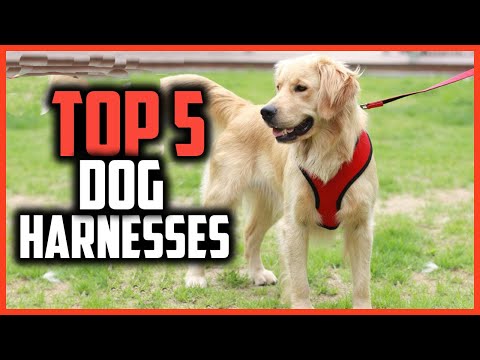 ✅ Top 5 Best Dog Harnesses for Walking in 2024