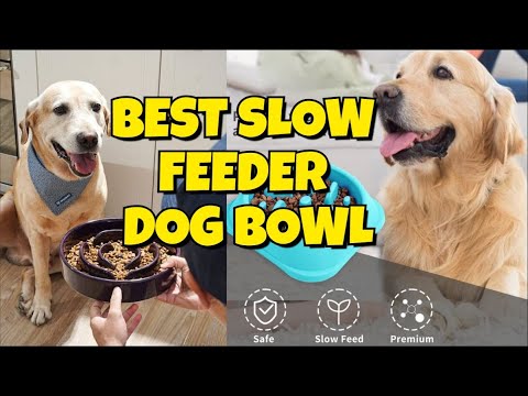 πΎ Best Slow Feeder Bowls for Dogs | Top 5 Picks to Stop Fast Eating πΆβ¨