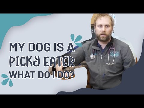 My Dog Is A Picky Eater: What Do I Do?