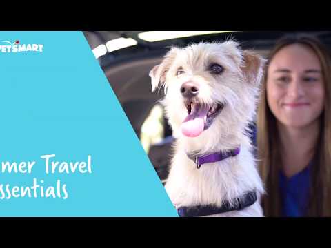 10 Road Trip Essentials for Traveling with Your Dog | PetSmart