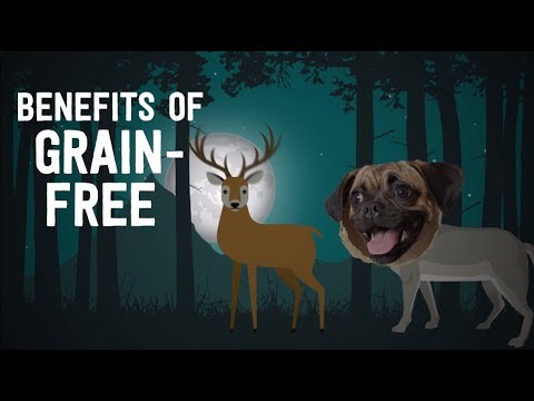 The Benefits of Grain-Free Diets for Pets